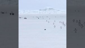 Пингвины, но ускоренные в пять раз