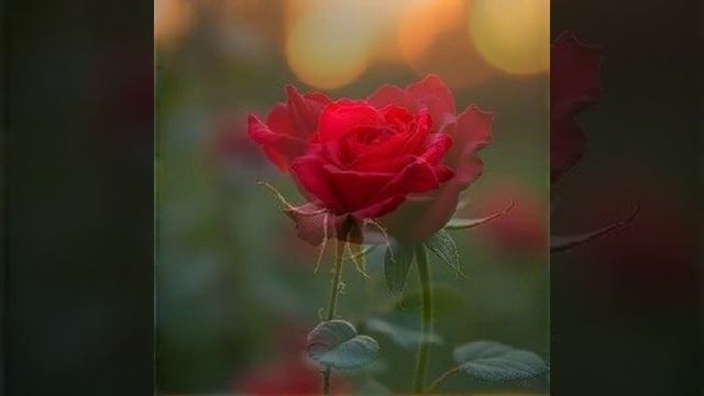 Плакала роза