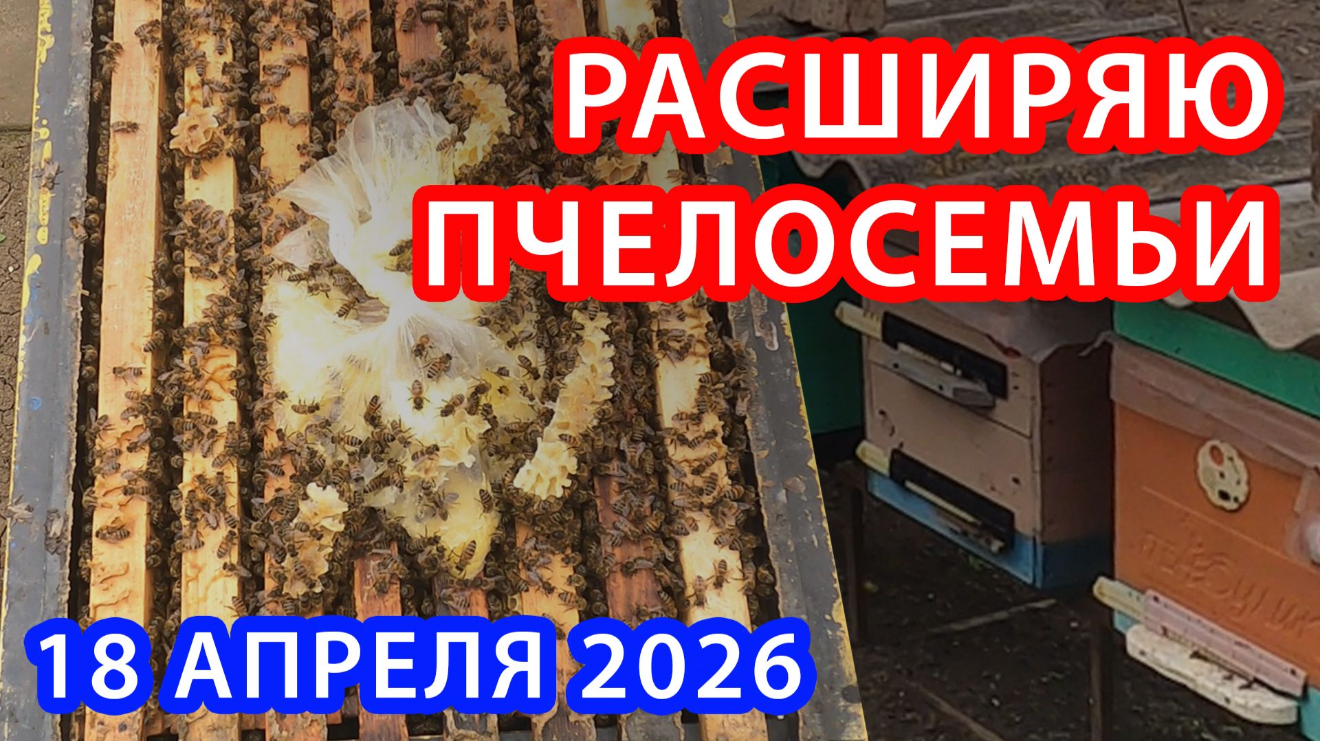 РАСШИРЯЮ ПЧЕЛОСЕМЬИ АПРЕЛЬ 2026