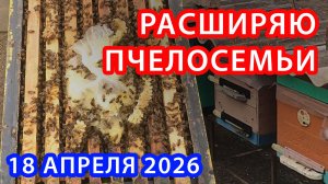 РАСШИРЯЮ ПЧЕЛОСЕМЬИ АПРЕЛЬ 2026