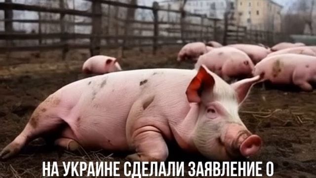 Мерц. Свинарник. Тёмный.