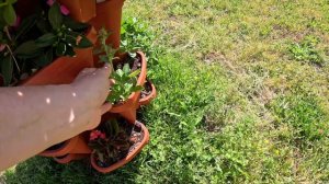 Обо всем понемногу за пару выходных. Посадки не прекращаются. Океан с каждым днем теплее.