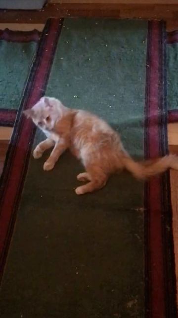 Санкт-Петербург. 20.04.2026. Котёночек Персик