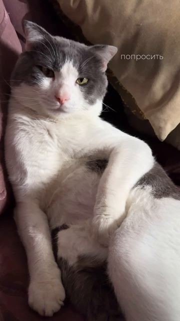 Попросим Бублика, чтобы он снял новое видео о литературе? #кот #литература #культура