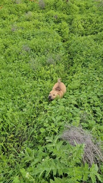 Прогулка с Яриком.