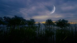 Сверчки на закате 🌙 Спокойная природная атмосфера для сна, учёбы и умиротворения.