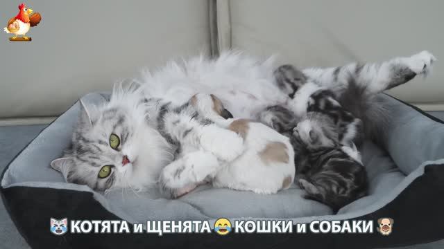 Котята и щенята 🐈🐶 Кошки и собаки 🤗 Про животных (15)