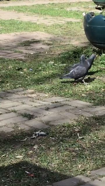 Санкт-Петербург. 20.04.2026. Прооспект Энгельса. Котёночек Персик