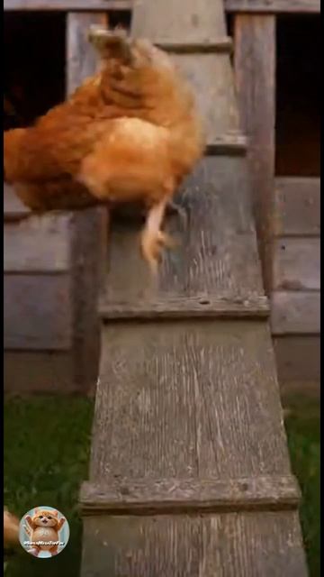 Бесстрашный петух