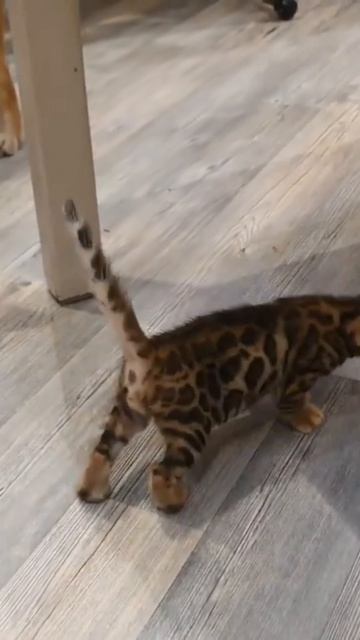 Знакомство Сиба-ины и бенгальского котенка #бенгальскиекотята #котята #сиба #сибаину