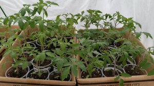 Морозная ночь в теплице без обогрева прошла без потерь