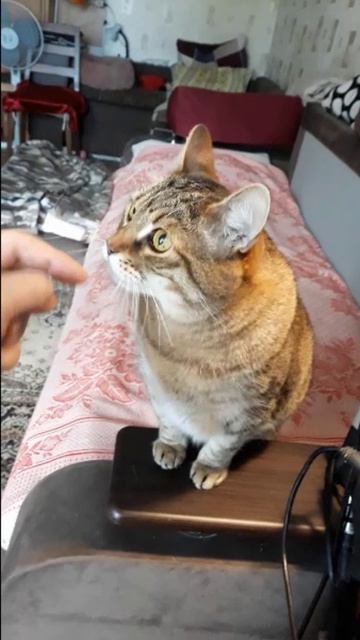 Барсик и рука хозяина