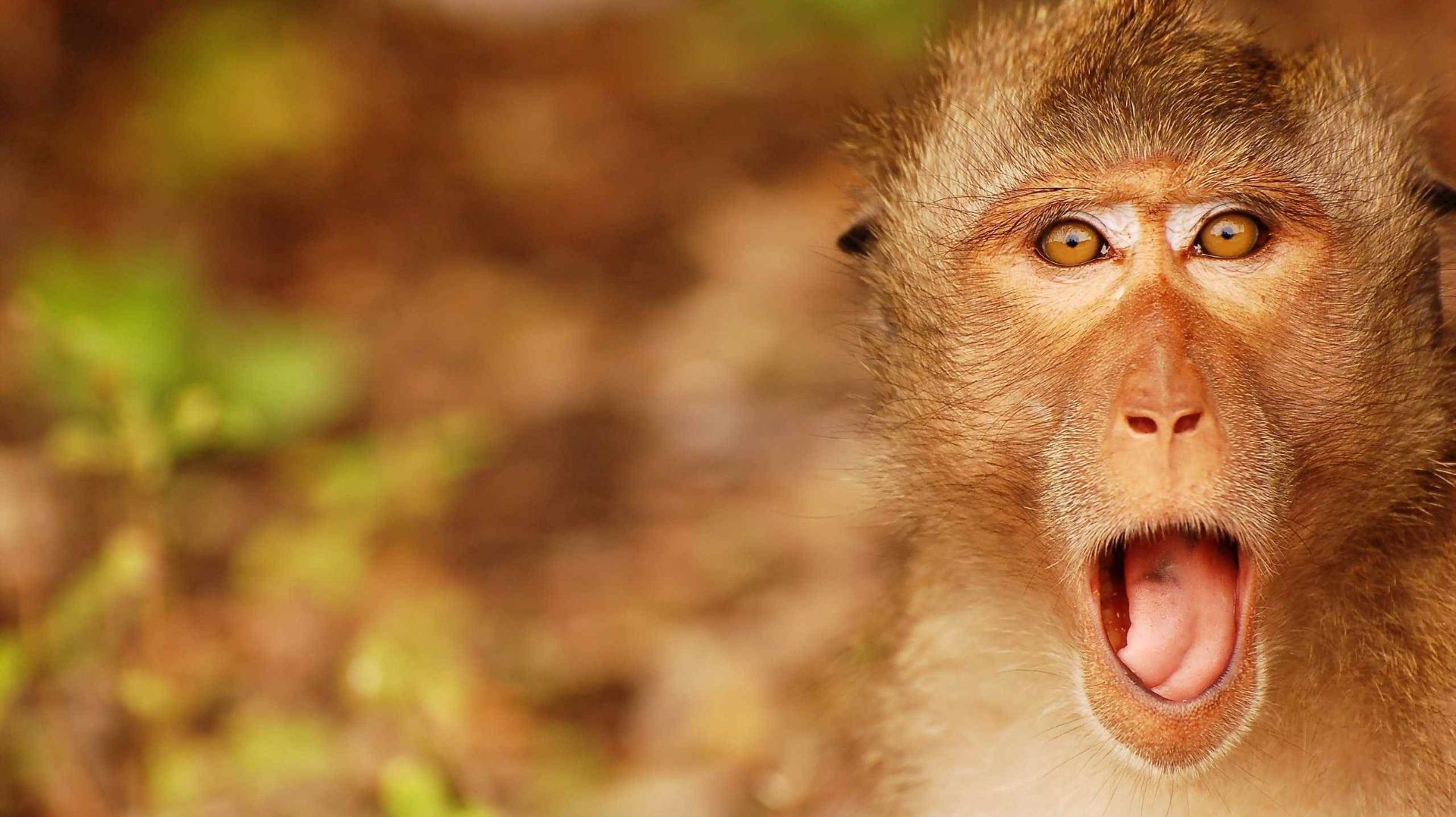 Смешные животные #186