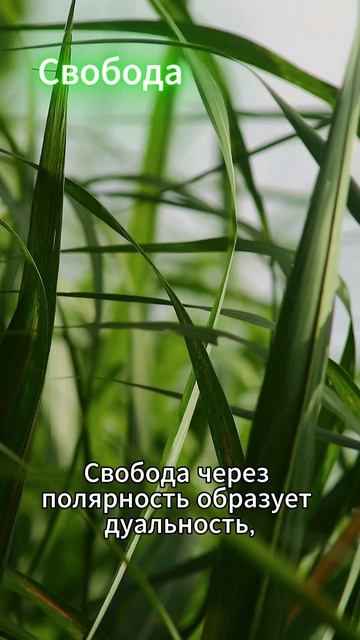 Свобода. Качество энергии дня. 20.04.2026