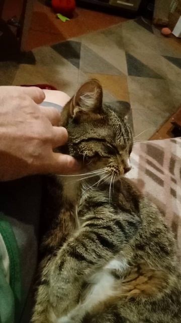 Котик блаженства