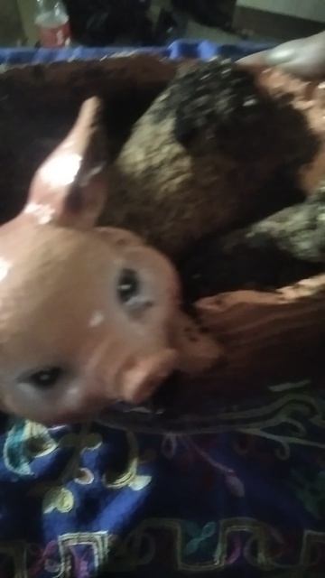 Авторский ритуал от крадников силы, и иных благ на розу.