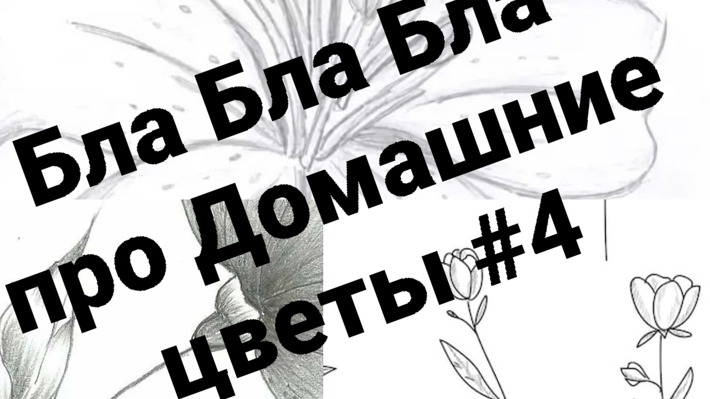 Обзор Комнатных цветов ч4