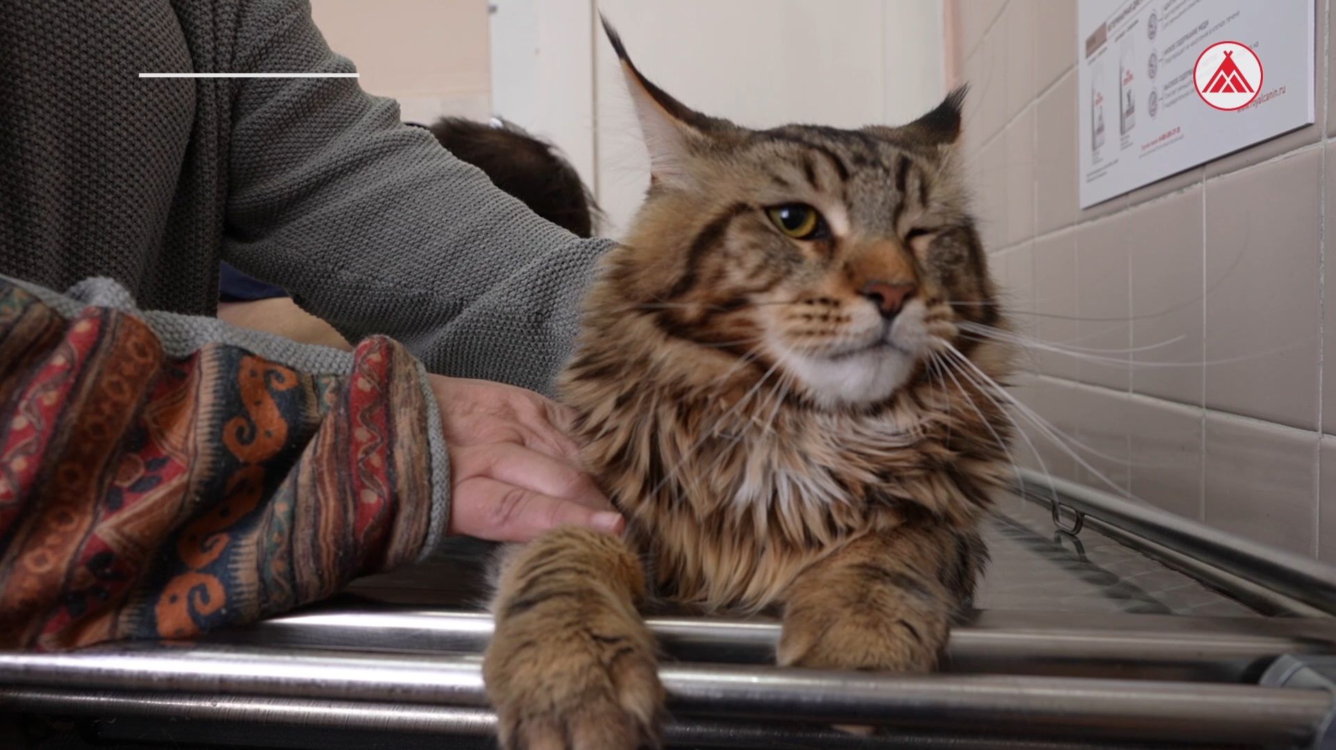 Как обезопасить домашнее животное от клещей