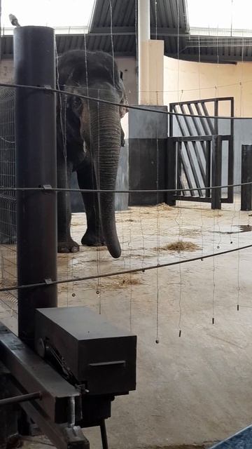 Ростов. Зоопарк. Слоны и лемуры.