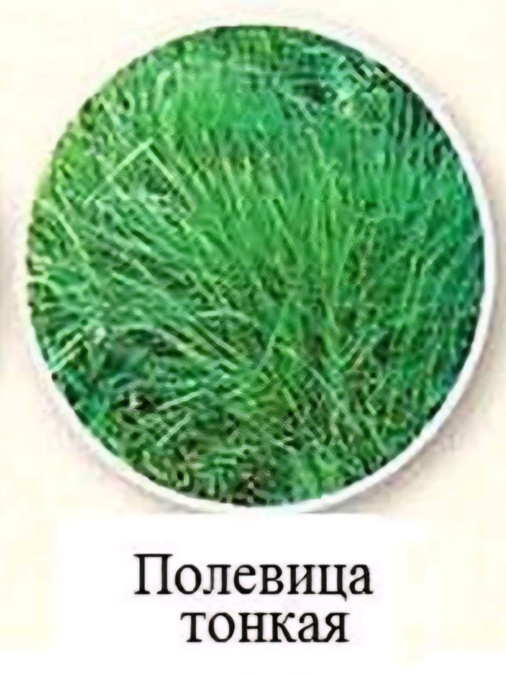 ярус и алиса