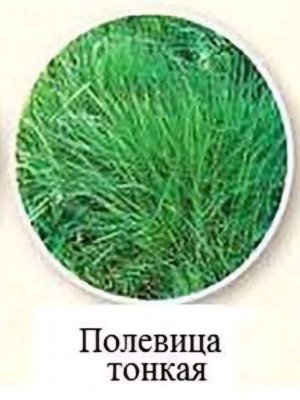 ярус и алиса