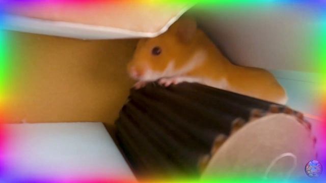 Милый хомячок исследует увлекательный лабиринт шаг за шагом. часть 7