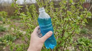 Секундное дело а урожай в 3 раза больше! Обработка смородины когда распустятся листья весной.