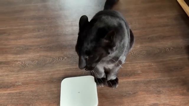 Взвесить пантеру - это творческий процесс и нехилые нагрузки