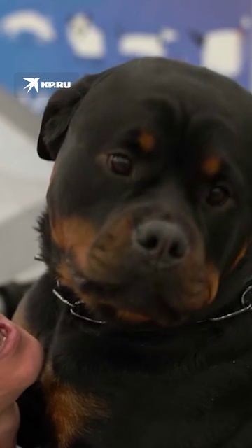 «Город собак» – праздник для хвостатых