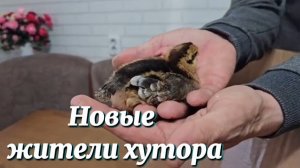 Сруб бани не узнать. Вкус на миллион - настоящая домашняя колбаса. Новые жители расширяют хутор