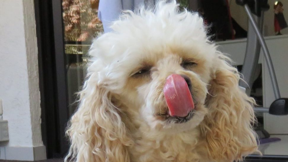 БОБИ ГАД ТАКОЙ.слова ALEX TRI.музыка ИИ