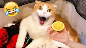 Приколы с котами! Смешные коты! Самые смешные животные! ТЕСТ НА ПСИХИКУ) ТЫ НЕ ПРОЙДЕШЬ
