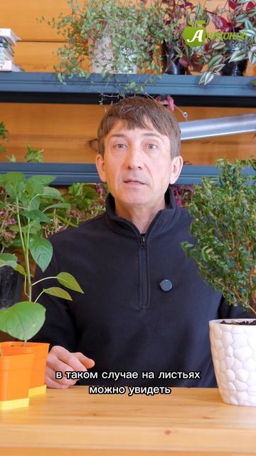 Вредители рассады: как спасти растения?