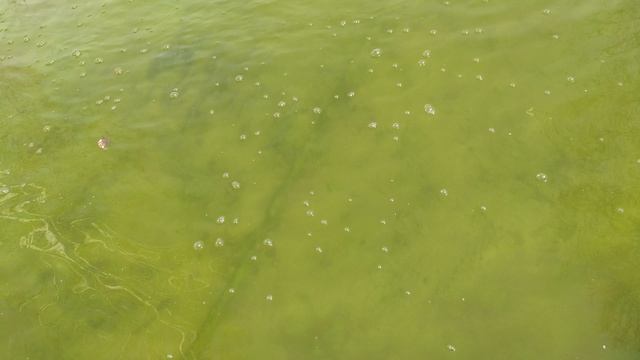 белые амуры в пруду