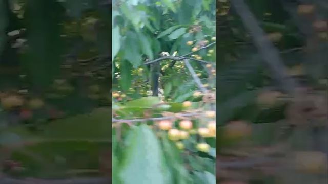 Архипка, в гостях у брата летом