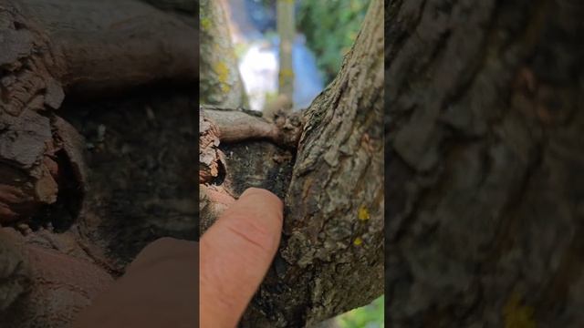 Секрет «воздушного» клёна: как сформировать идеальный живой шар

Химки Подмосковье