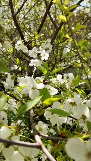 InShot_20260420_164434868 ВИШНЯ весна