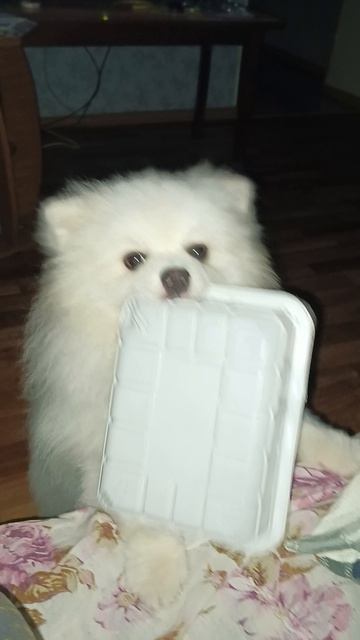 Дайте поесть Собакину)