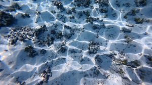 15. Мальдивы Ноябрь 2025. Остров Тодду. Змея