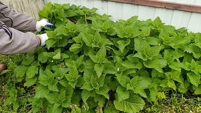 Наварим щей с крапивой