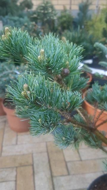 ❤🌲Сосна Гуок Касен 
✔Продажа растений в макс и телеграм канале: Https://t.me/love_is_hvoiny_dvorik
🚛