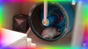 Милый хомячок исследует увлекательный лабиринт шаг за шагом. часть 2