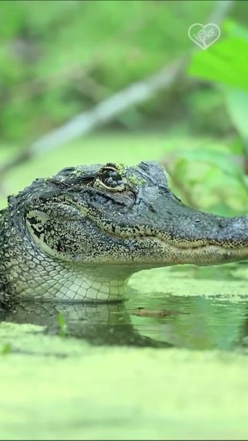 Пузырьки из глаз