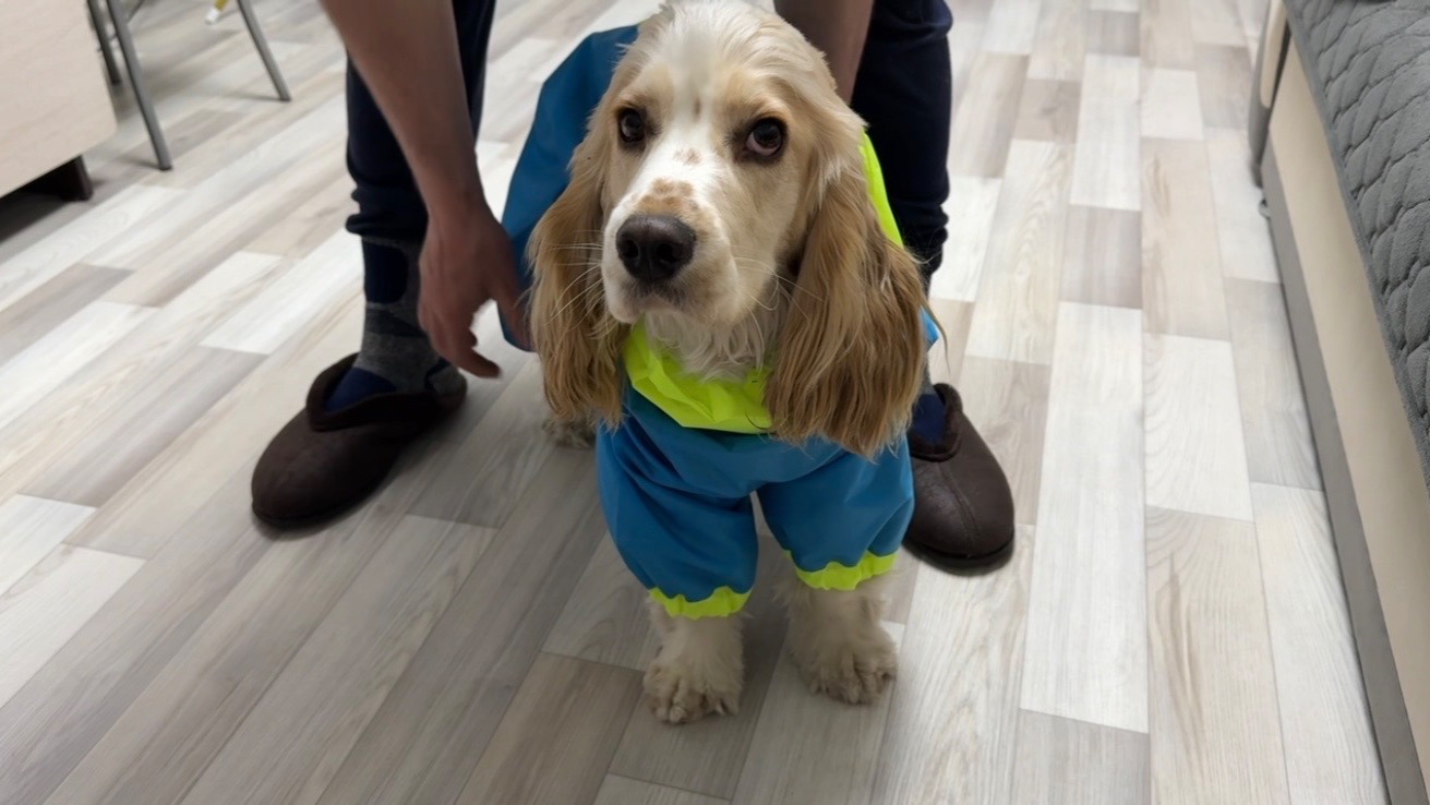 Оказался велик. Тесто на ПИРОГ