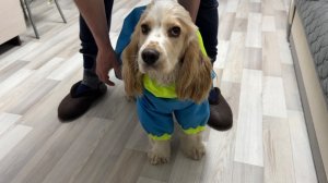 Оказался велик. Тесто на ПИРОГ