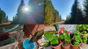 Пересадила герани ,прогулялись ,постирала   ,памятный день снова .