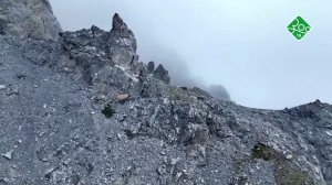 Монголия: долина медведей. Анонс. Канал ЗОО ТВ