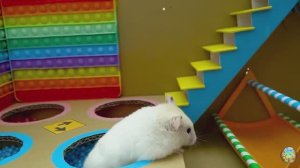 Хомячок сталкивается со свирепой акулой, убегая из лабиринта! часть 4