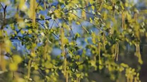 Тропарь Пасхи