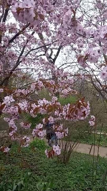 Москва  Аптекарский огород  Сакура в цвету  20.04.26